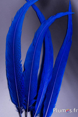 Faisan argenté - 60-70 cm - bleu nuit
